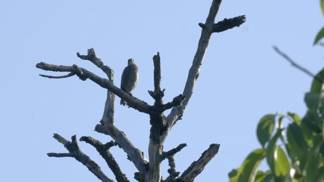 Young Starling Perched on Dead Tree Branch in 4K Slow Motion Nature Footage