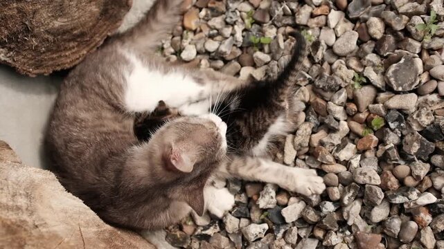 A heartwarming shot of a mother cat lying peacefully nursing her tiny kitten. Maternal care, animal behaviour, veterinary topics, pet welfare, and heartwarming rural lifestyle scenes