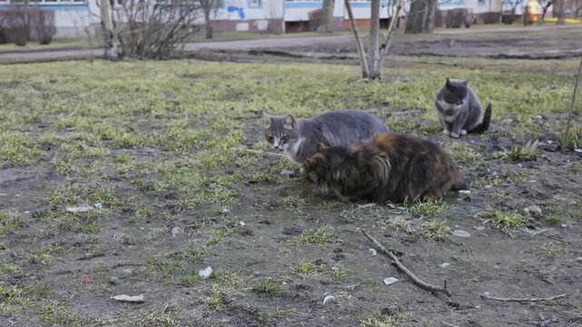 Several stray cats eat and wander in an outdoor patchy grass yard during early spring. Concept of urban wildlife, animal rescue, and caring for abandoned street animals.