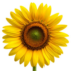 Fototapeta premium Bright Yellow Sunflower Isolated on Transparent Background