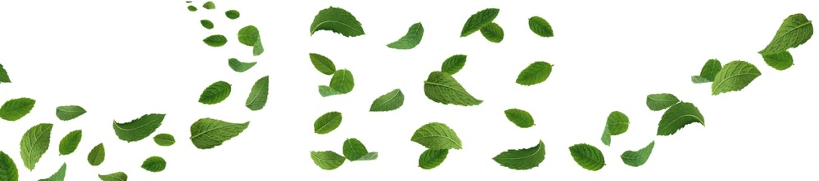 Set of different variations of falling/flying mint leaves. On an isolated transparent background. Free fall, wind flow. Green background. PNG