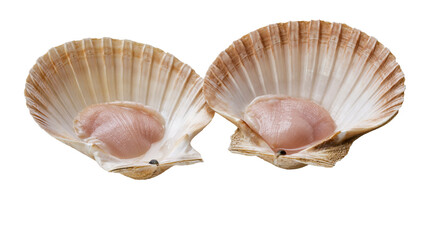 Two raw scallops in shells pink meat, beige shells © Lubos
