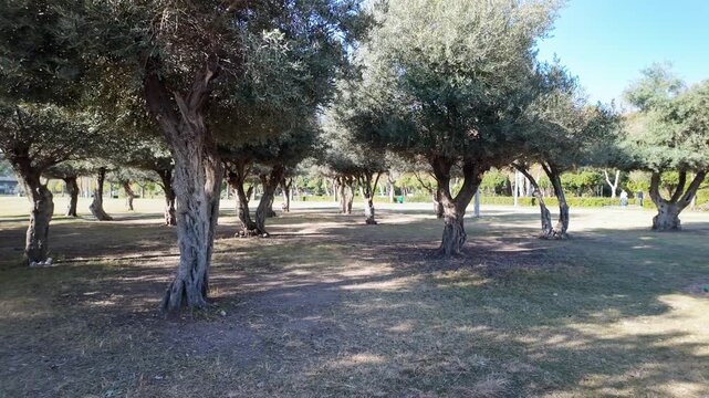 Pan shot through grove of ancient gnarled olive trees with dense canopies casting shadows on dry ground in antalya park.