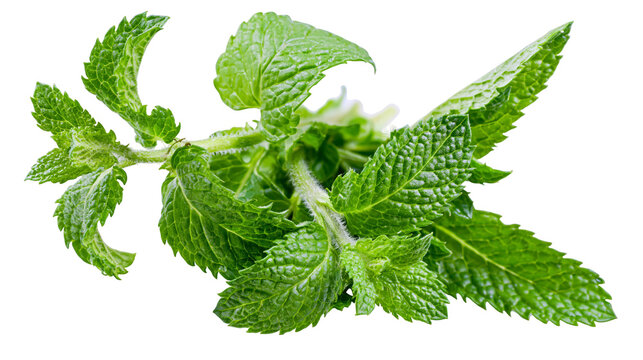 Fresh green mint leaves sprig