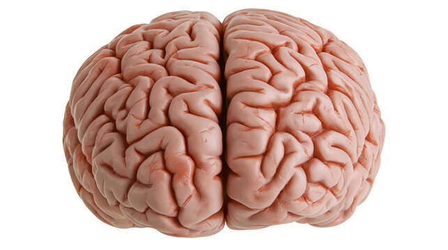 Human brain with visible gyri and sulci