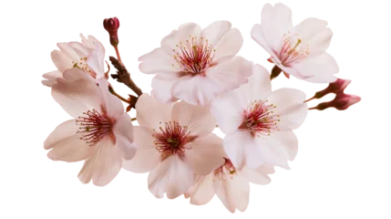 Fotobehang Bloesem Delicate pink cherry blossom flowers and buds on a branch  © Gael