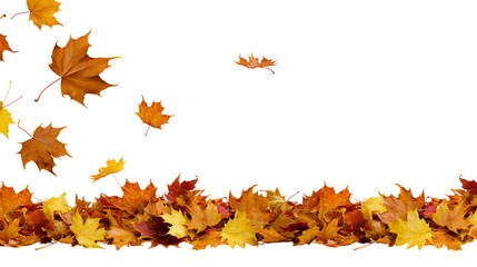 Autumn maple leaves falling and scattered on white