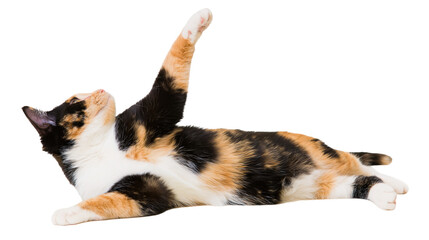Calico cat stretching one paw up while lying down © Gael