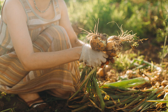 Woman harvesting fresh organic onions in home garden