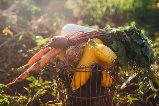 Freshly harvested garden vegetables in a rustic basket