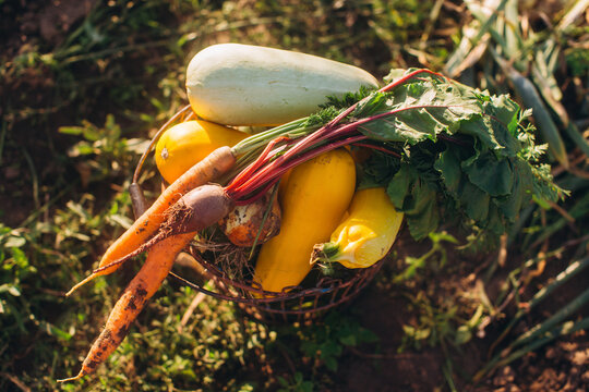 Freshly harvested garden vegetables in a rustic basket