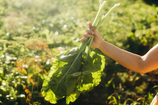 Woman harvesting fresh organic chard in home garden