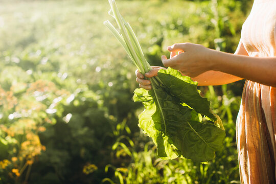Woman harvesting fresh organic chard in garden