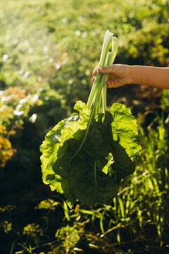 Woman's hand harvesting fresh organic swiss chard