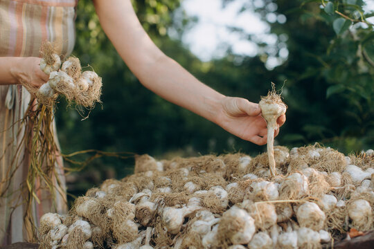 Woman harvesting fresh garlic bulbs in home garden
