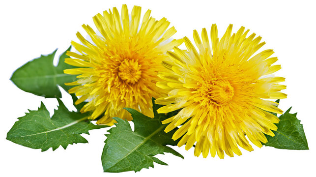 Two bright yellow dandelions with green leaves