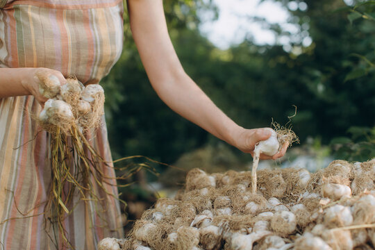 Woman harvesting organic garlic bulbs from backyard garden