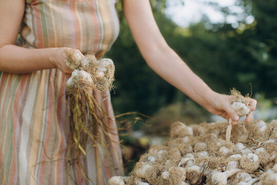 Woman harvesting organic garlic bulbs from home garden
