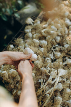 Woman's hands harvesting fresh organic garlic bulbs