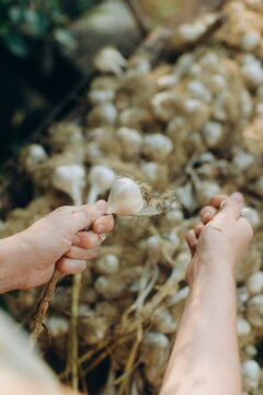 Woman's hands holding freshly harvested organic garlic