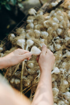 Hands cleaning freshly harvested garlic bulbs from backyard garden