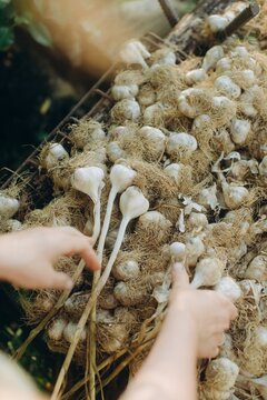 Hands placing freshly harvested garlic on drying rack