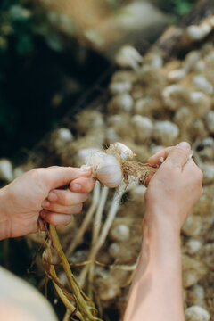 Hands cleaning fresh organic garlic after harvest