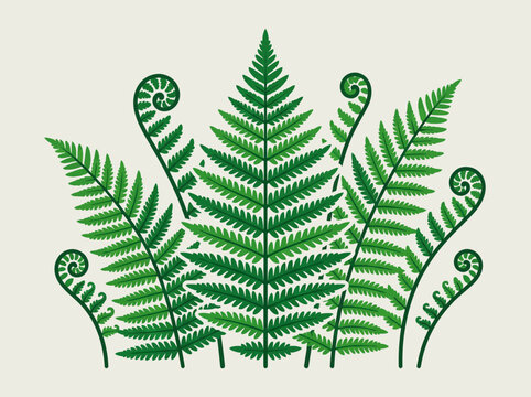 Green fern leaves and fiddleheads on a plain background