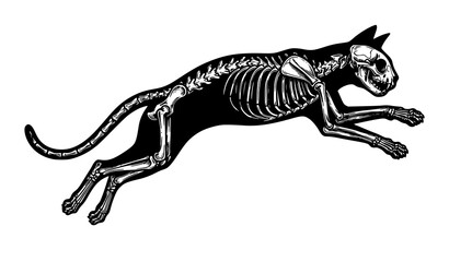 Fototapeta premium Vintage Leaping Cat Skeleton Silhouette Vector Logo for Gothic and Halloween Design