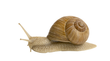 Garden snail with spiral shell on white © Isolde