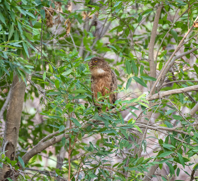 Brown fish owl bird perched on a branch in the forest. Selective focus.