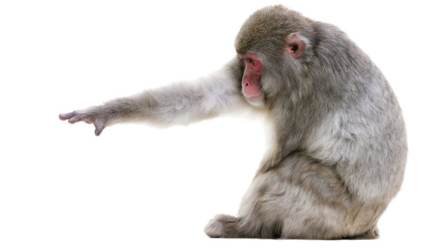 Japanese macaque monkey reaching out with arm