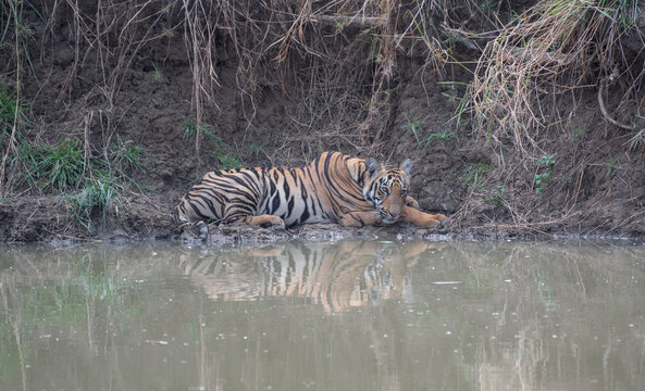 Sub adult tiger cub resting by the water body. Selective focus
