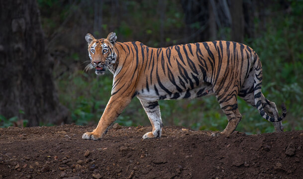 Close up portrait of a tiger in the jungle. Selective focus.