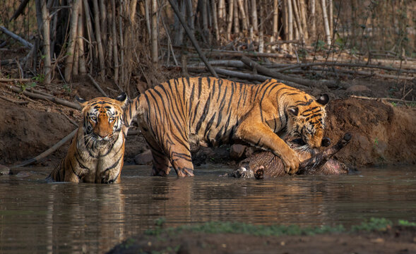 Tigers with their hunt in water in the forest. Selective focus.