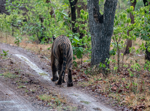 Bengal tiger walking on the forest road in the rains. Selective focus