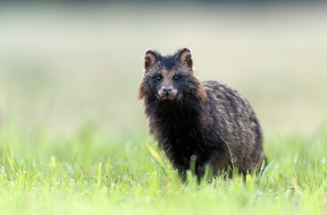 Common raccoon dog ( Nyctereutes viverrinus ) © Piotr Krzeslak