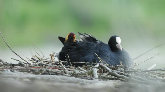 Eurasian Coot Parent with Chick on Nest in 4K Slow Motion Nature Footage