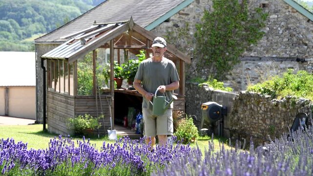 A gardener waters lavender in an English country garden. Beautiful purple flowers against a softly focused garden scene. Gardening and horticulture. Herbs and sleep aid. Selective focus on the lavende