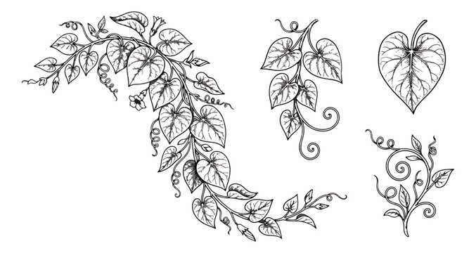Vintage hand drawn vine leaves vector set, black ink botanical foliage illustrations, decorative climbing plant ivy sketches for wedding invitations