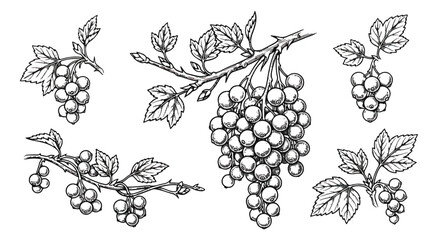 Vintage blackcurrant sketch vector set, hand drawn currant berry clusters with leaves, botanical engraving of garden fruit for packaging © Aqsa