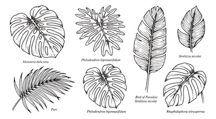 Vintage tropical leaf botanical illustrations, hand drawn black ink monstera and palm foliage set, engraved exotic plant vector elements © Aqsa