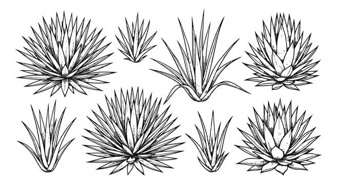 Hand drawn agave plant vector set, black and white desert succulent sketches, 8 botanical line art illustrations of blue agave and aloe vera