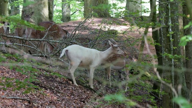 Rare white fallow deer grooming another in green forest