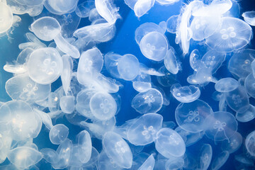 ミズクラゲ　Moon jelly　Aurelia coerulea © Chiho Oki