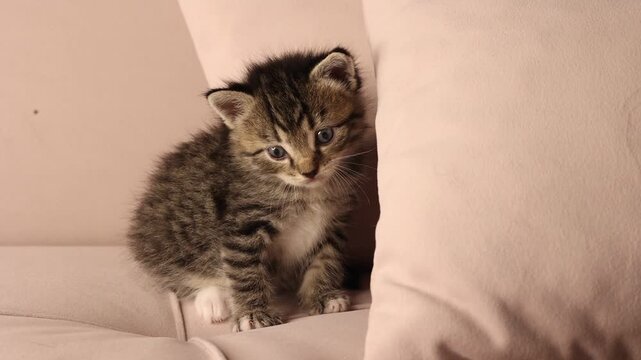 little kitten is crawling on the couch at home