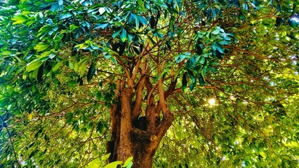 Fototapeta premium green leaves in the forest