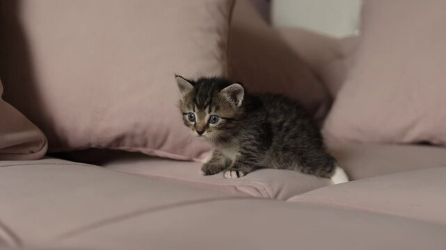 little kitten is crawling on the couch at home