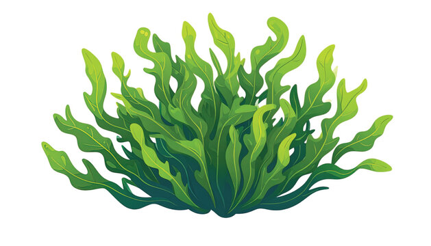Green seaweed aquatic plant closeup.