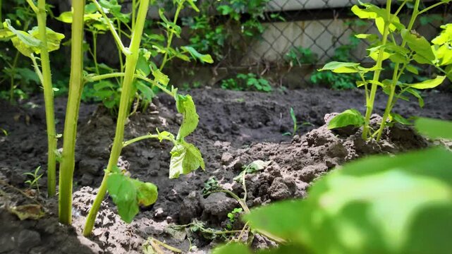 Cinematic 4K 24fps footage with natural motion blur. Green potato bushes growing in dark soil in a sunny backyard garden. Ideal for agricultural, farming, and organic food b-roll.